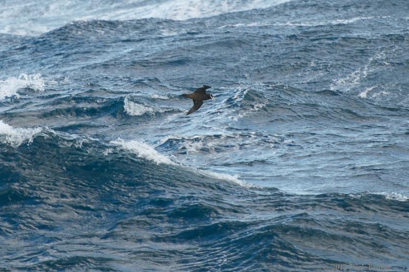 2012-04-23_15-29-47.jpg - Spectacled Petrel  , Scotia Sea