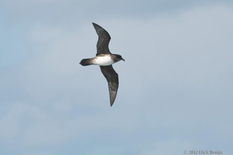 2012-04-23_15-47-20.jpg - Atlantic Petrel  , Scotia Sea