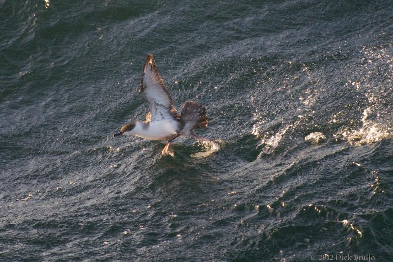 2012-04-23_21-32-02.jpg - Greater Shearwater, Scotia Sea