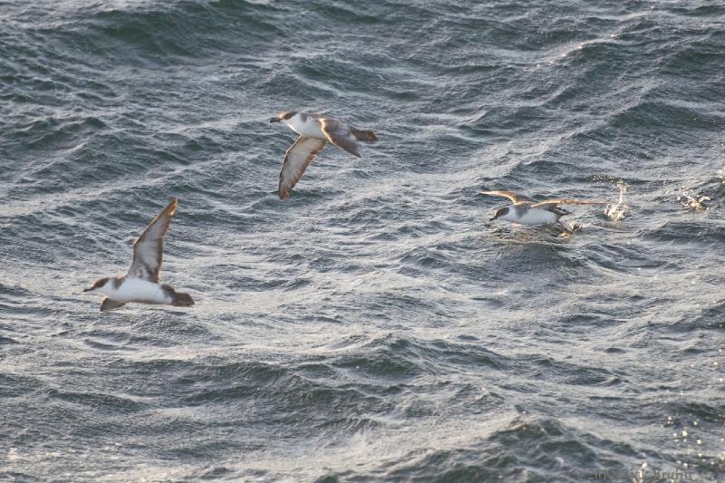 2012-04-23_21-34-29.jpg - Greater Shearwater, Scotia Sea