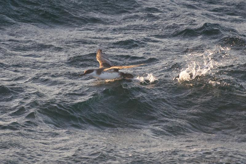 2012-04-23_21-34-43.jpg - Greater Shearwater, Scotia Sea