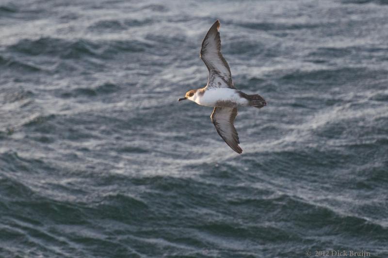 2012-04-23_21-34-45.jpg - Greater Shearwater, Scotia Sea