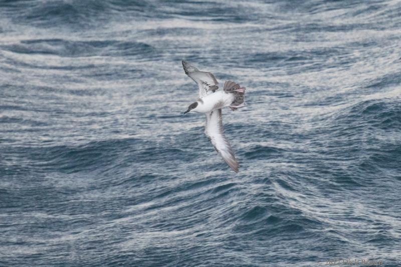 2012-04-23_22-04-01.jpg - Greater Shearwater, Scotia Sea