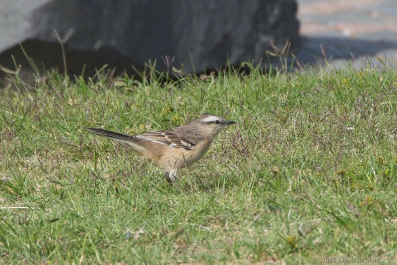 2012-04-24_15-24-12.jpg - Chalk-browed Mockingbird, Montevideo, Uruguay