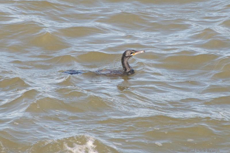 2012-04-24_18-49-55.jpg - Cormorant, Montevideo, Uruguay