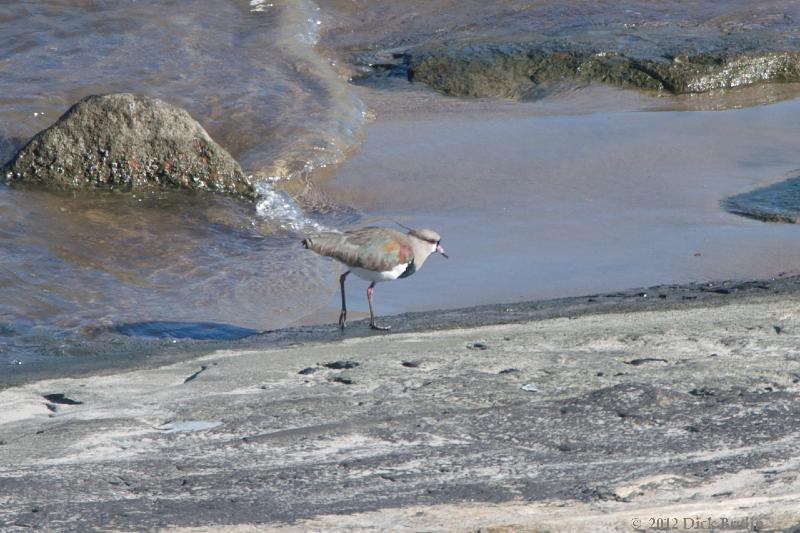 2012-04-24_19-15-43.jpg - Southern Lapwing, Montevideo, Uruguay