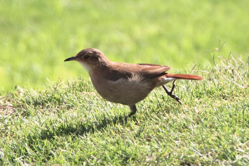 2012-04-25_16-55-05.jpg - Rufous Hornero, Montevideo, Uruguay